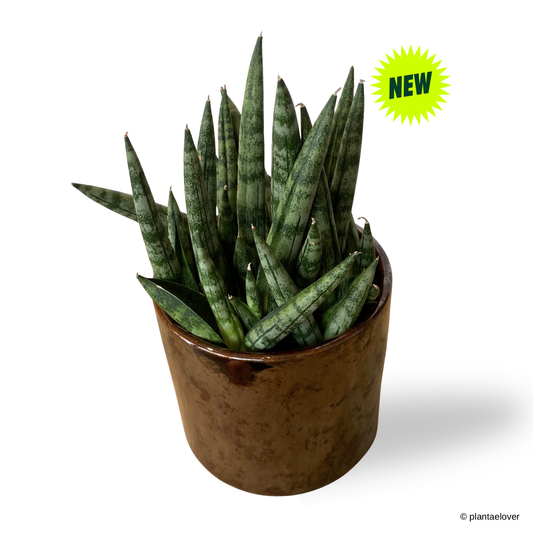 Sansevieria Cylindrica in Cooper Pot