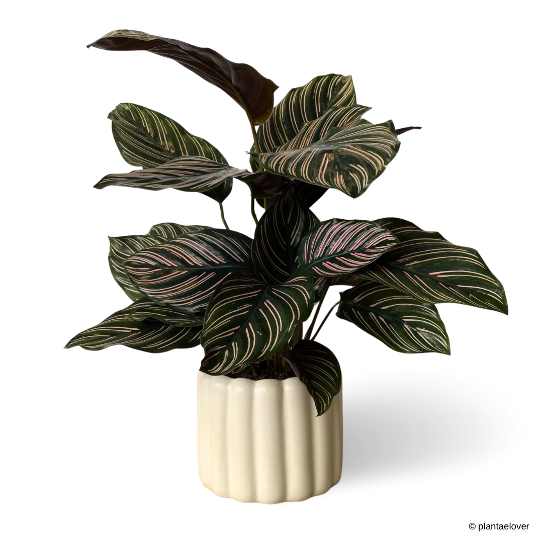 Calathea Sanderiana in Eclairs Pot