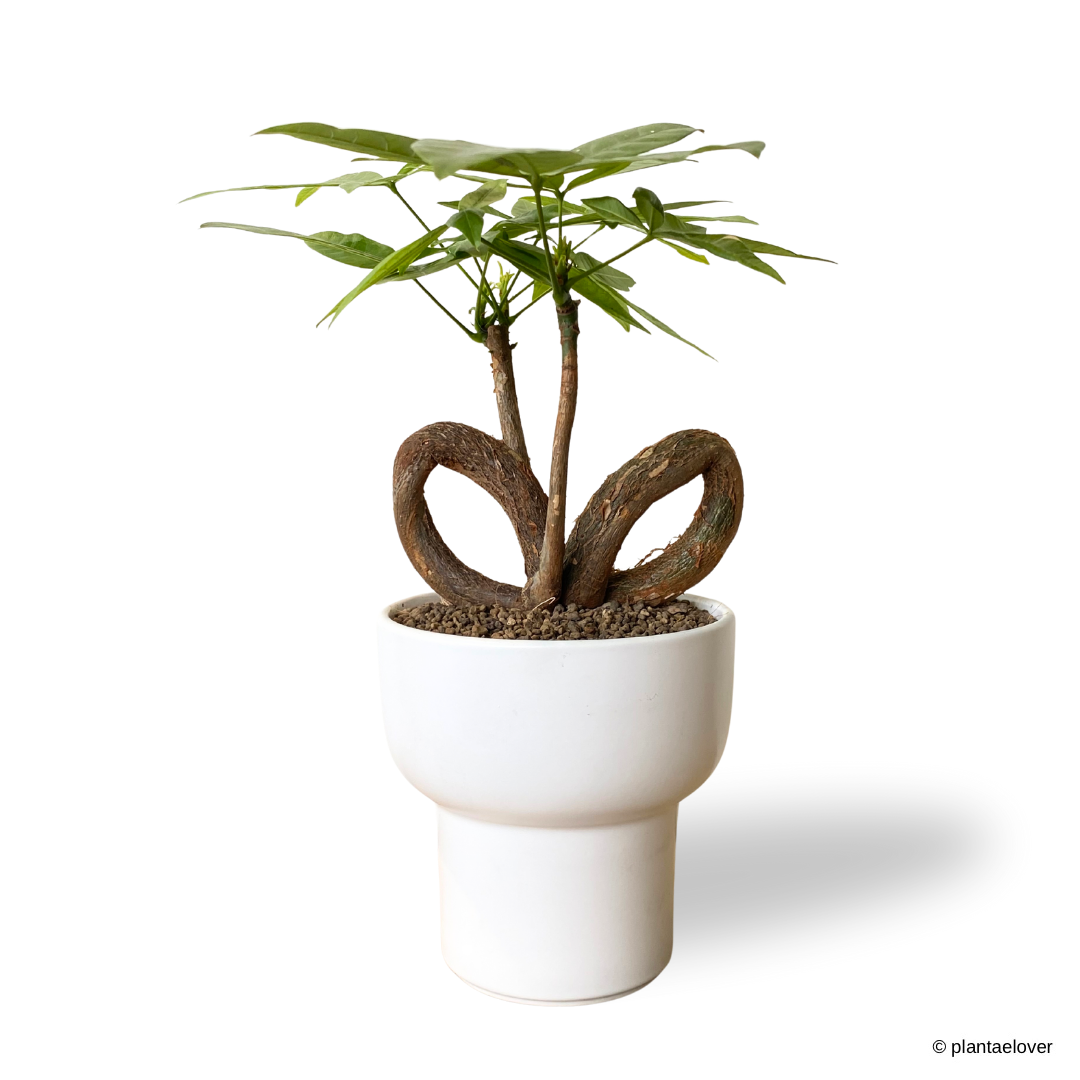 Pachira Aquatica 'QQ' Heart Shape in Dodo Pot