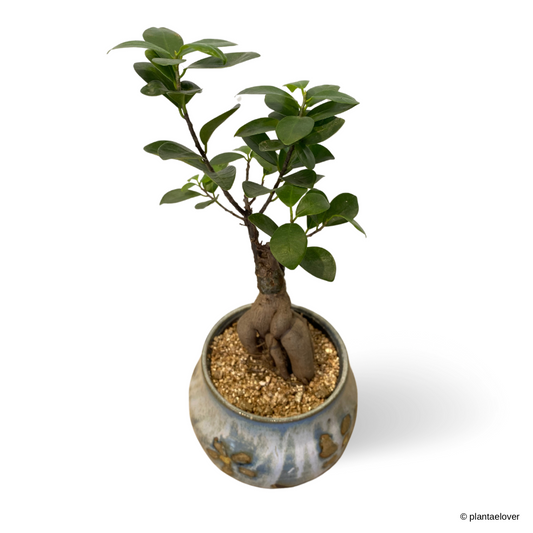 Ficus Retusa in Daisy Pot