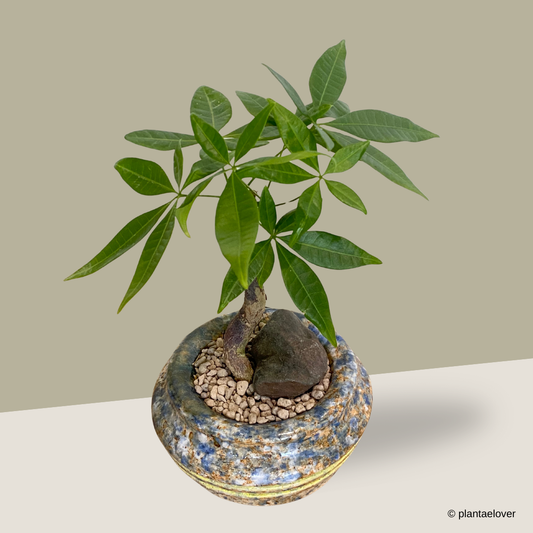 Pachira Aquatica in Granite Pot