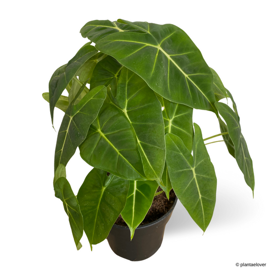 Alocasia Frydek