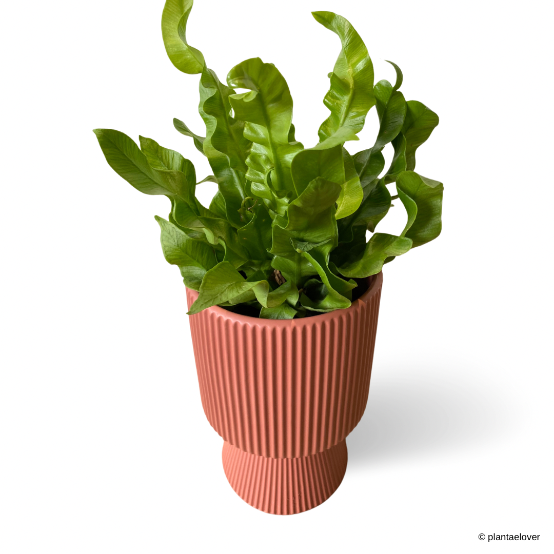 Crispy Wave Fern in Estrella Pot