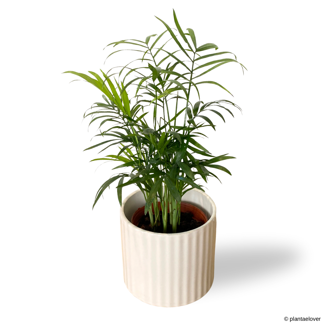 Bamboo Palm in Alto Pot