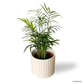 Bamboo Palm in Alto Pot