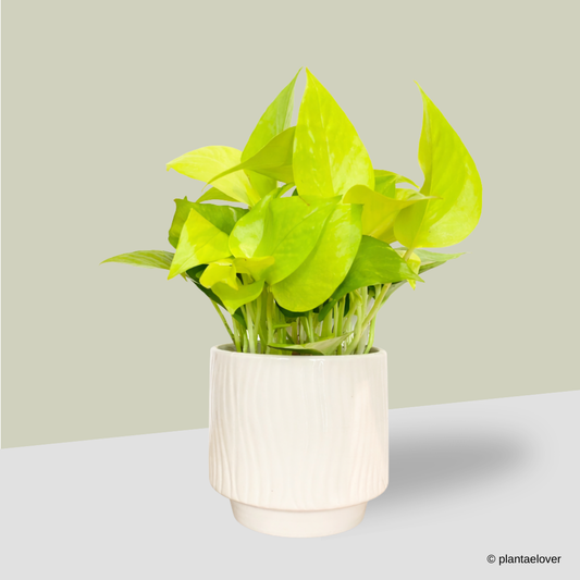 Neon Pothos in Airy Pot