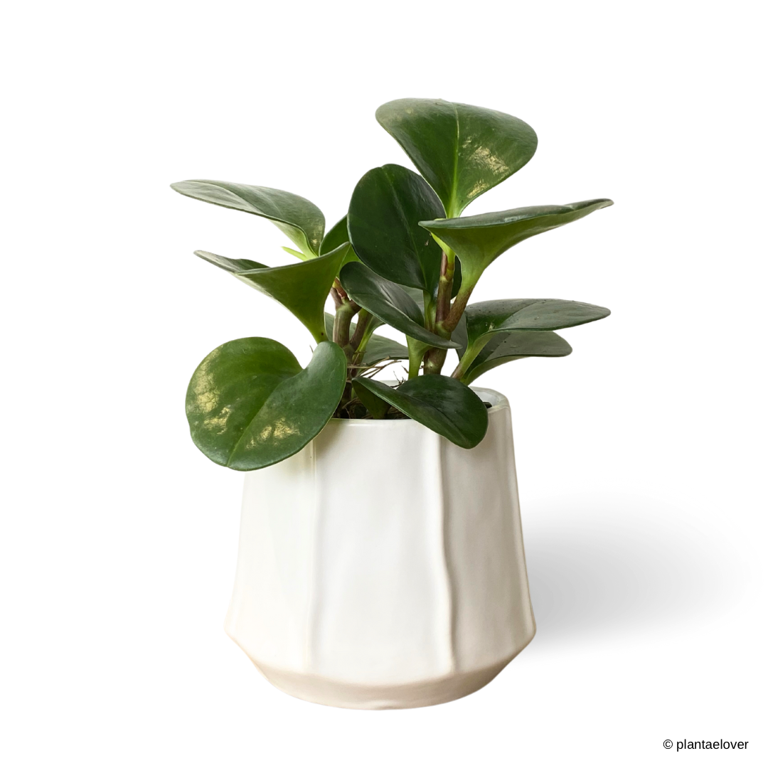 Peperomia Obtusifolia in Donny Pot