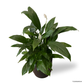 Peace Lily in Cylindrica Pot