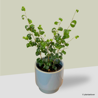Ficus Barok in Carolina Pot