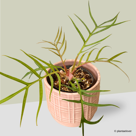 Philodendron Tortum in Gummy Pot