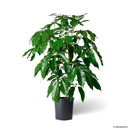 Australian Umbrella Tree [Not available online]