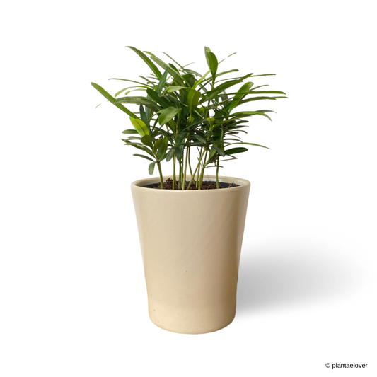 Podocarpus in Slate Pot