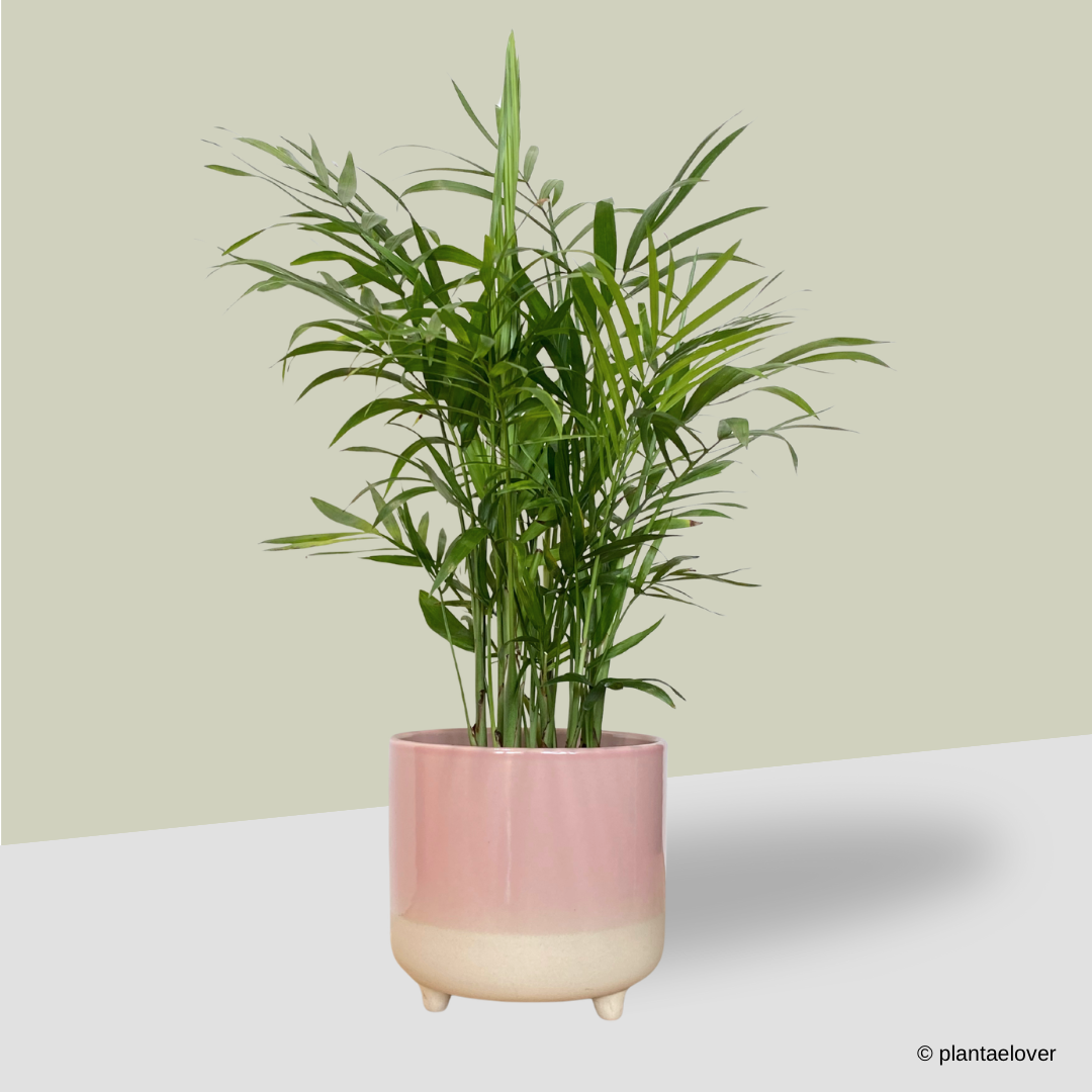 Bamboo Palm in Crepe Pot