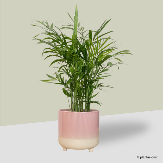 Bamboo Palm in Crepe Pot