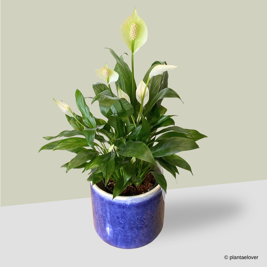 Peace Lily in Marina Pot