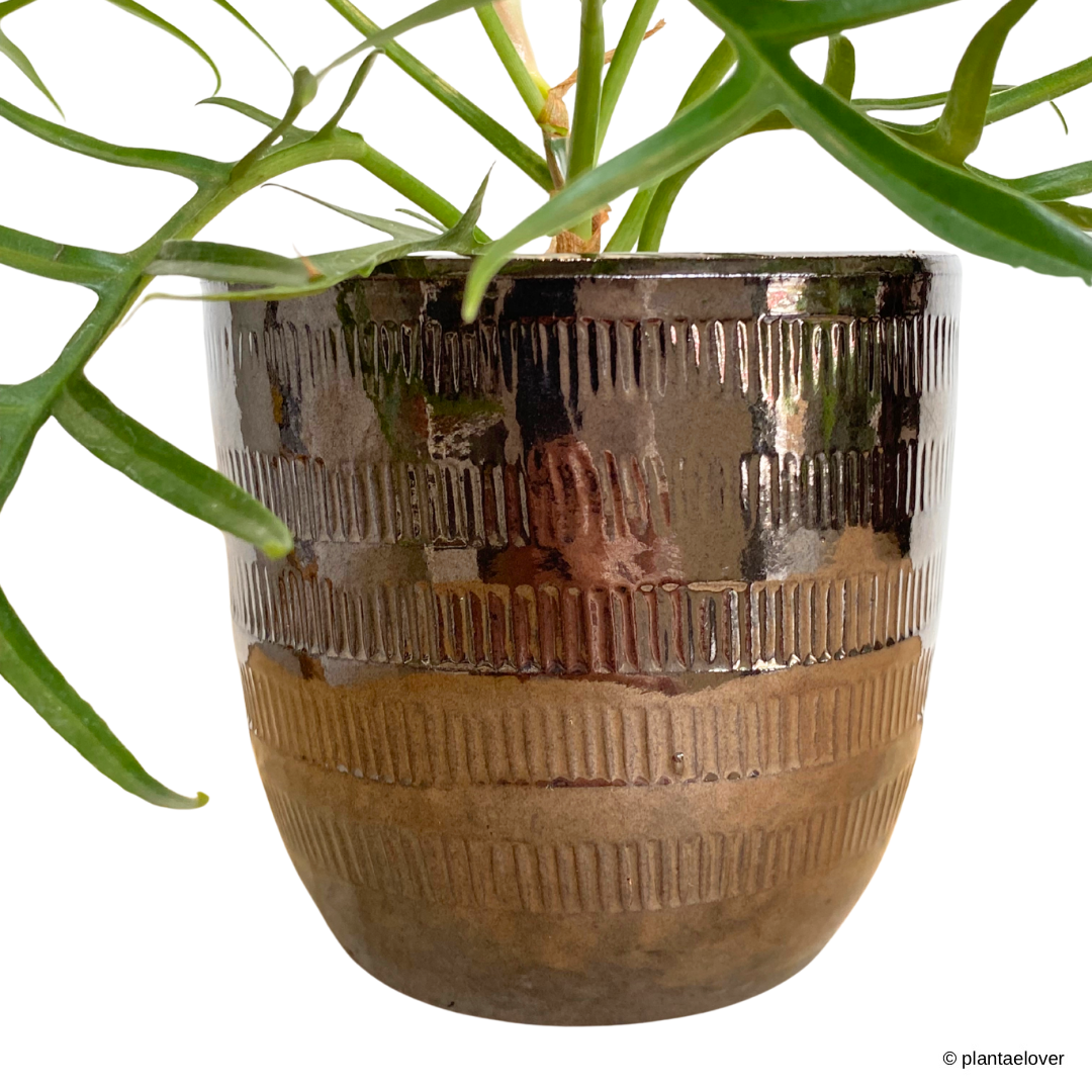 Philodendron Tortum in Cooper Pot