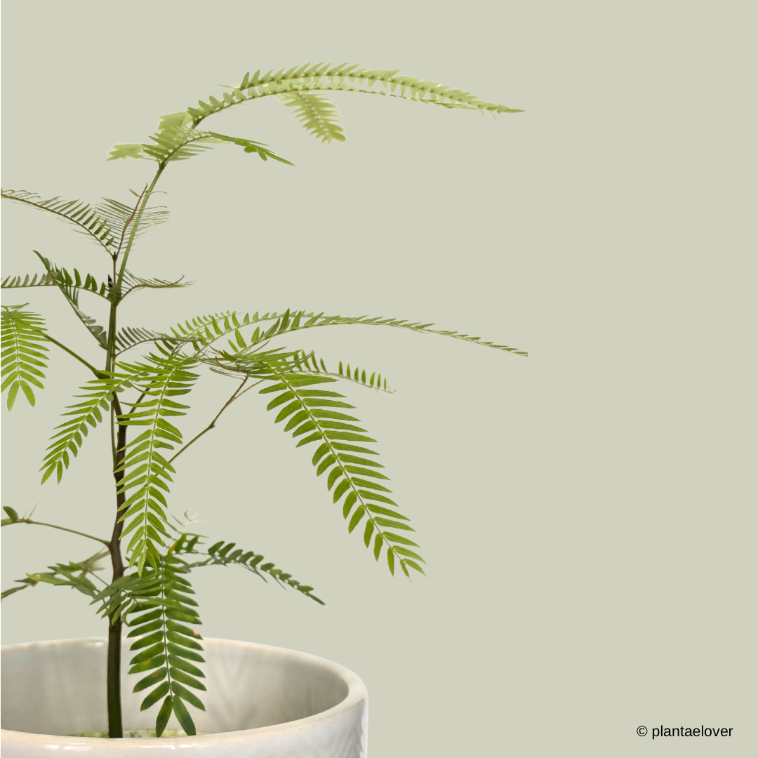 Japanese Everfresh Tree in Lace Pot