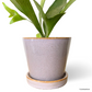 Staghorn Fern in Heather Pot