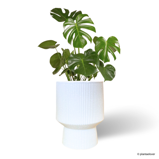 Monstera Deliciosa in Voltereta Pot