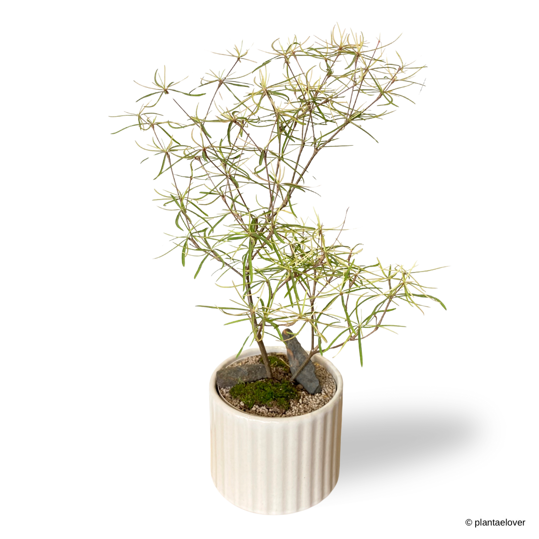 Euphorbia Hedyotoides in Parchment Pot