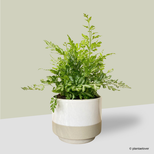 Silver Lace Fern in Abode Pot