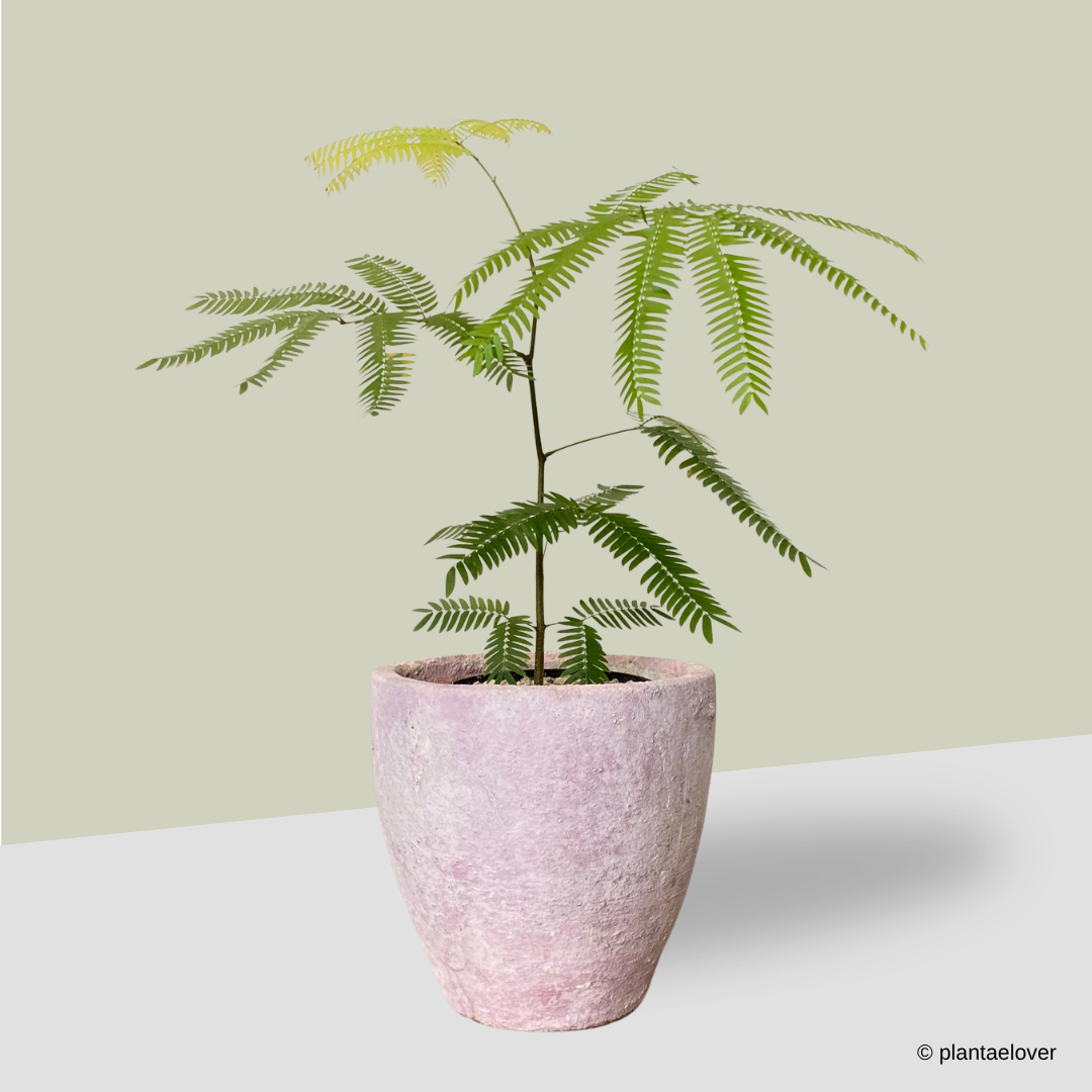 Japanese Everfresh Tree in Cotton-Candy Pot