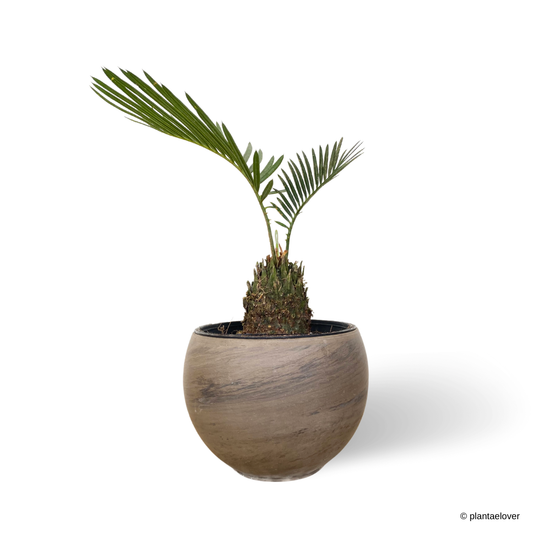 Sago Palm in SPANG Pot