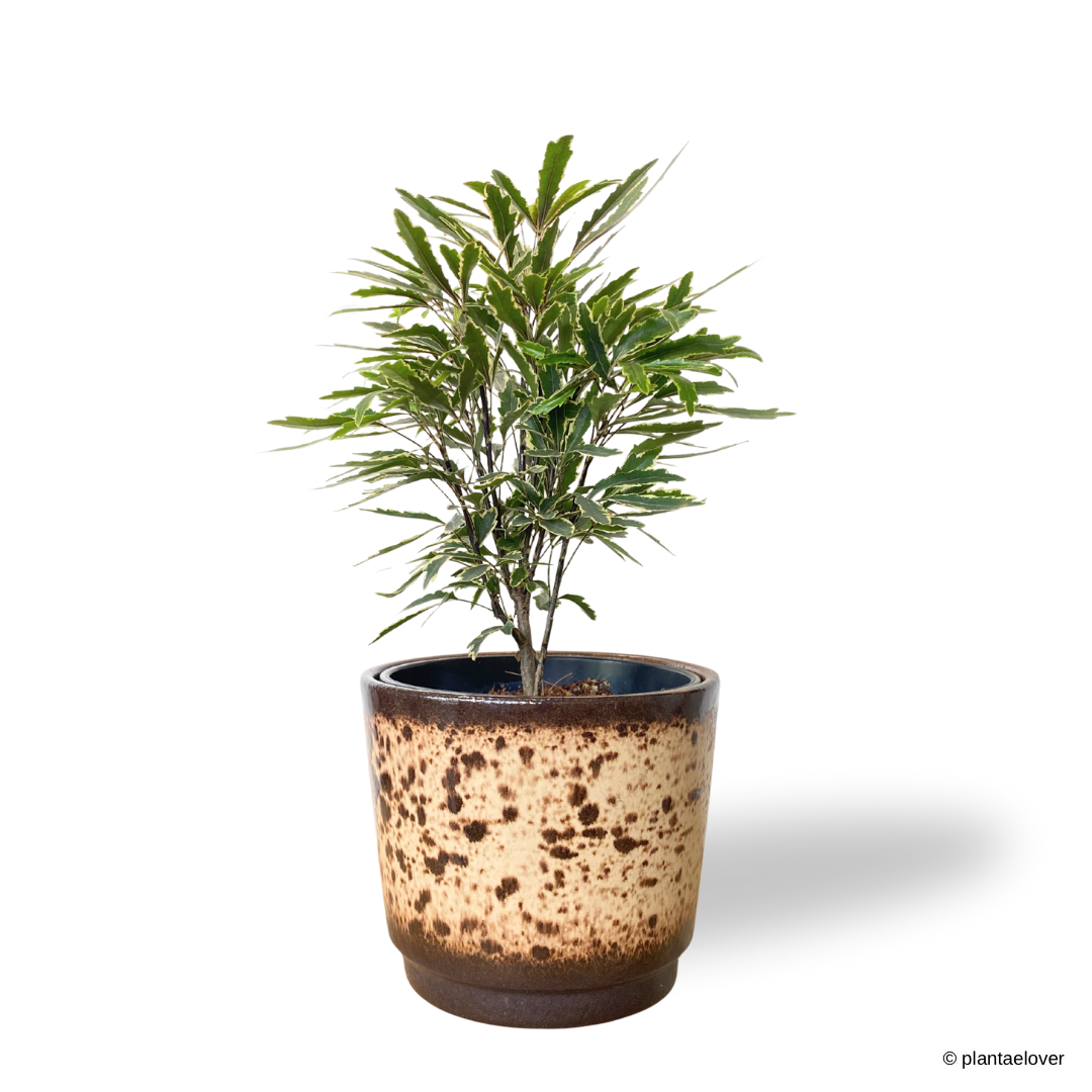 Schefflera Elegantissima in Leopard Pot