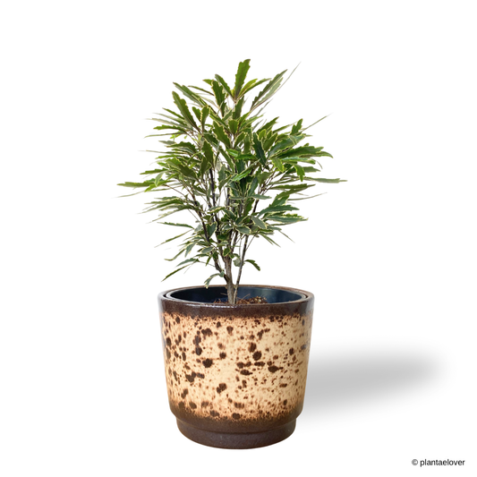 Schefflera Elegantissima in Leopard Pot