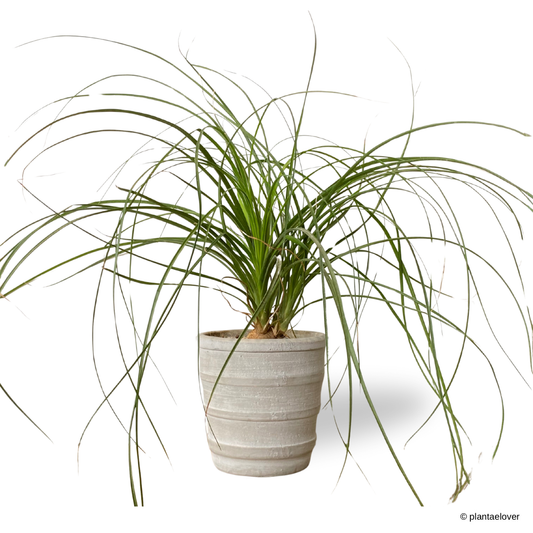 Ponytail Palm in Oslo Pot
