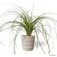 Ponytail Palm in Oslo Pot