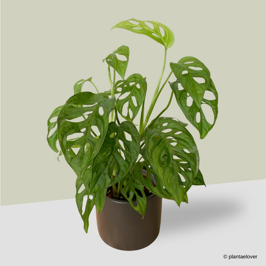 Monstera Adansonii in Space Pot