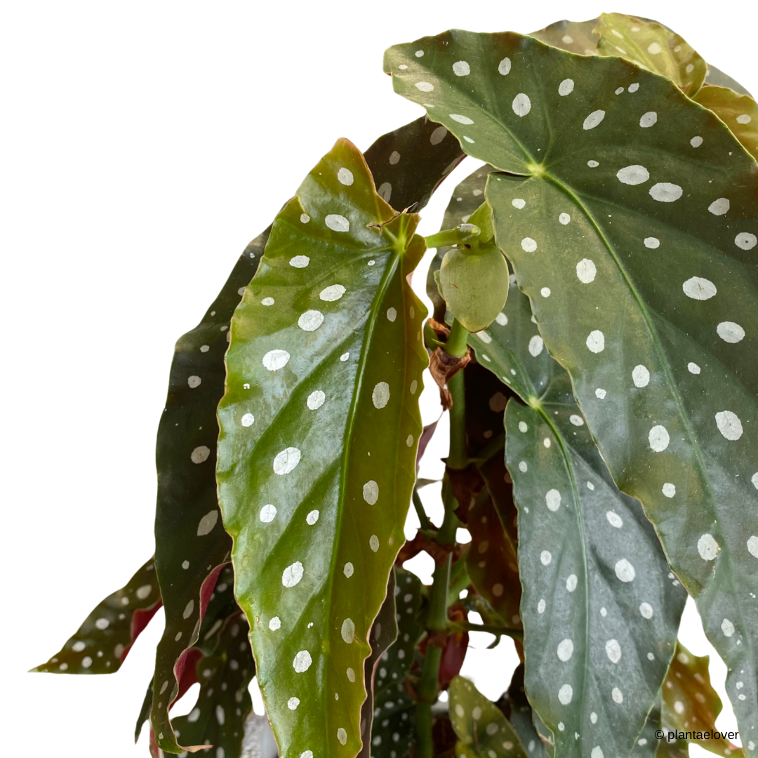 Begonia Maculata in Carra Pot