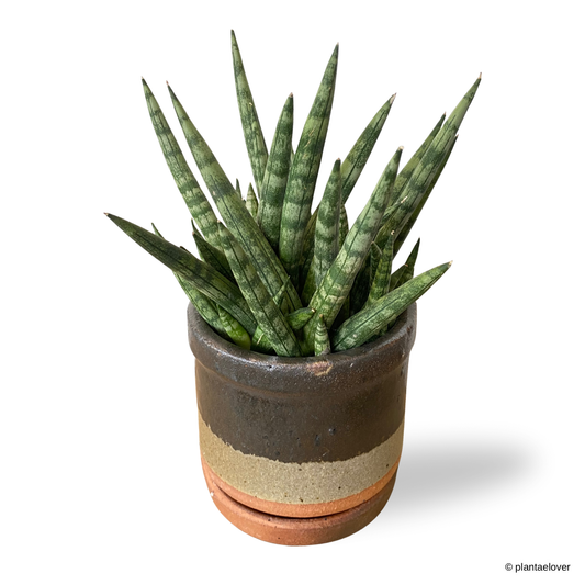 Sansevieria Cylindrica in Glazed Pot