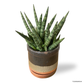 Sansevieria Cylindrica in Glazed Pot