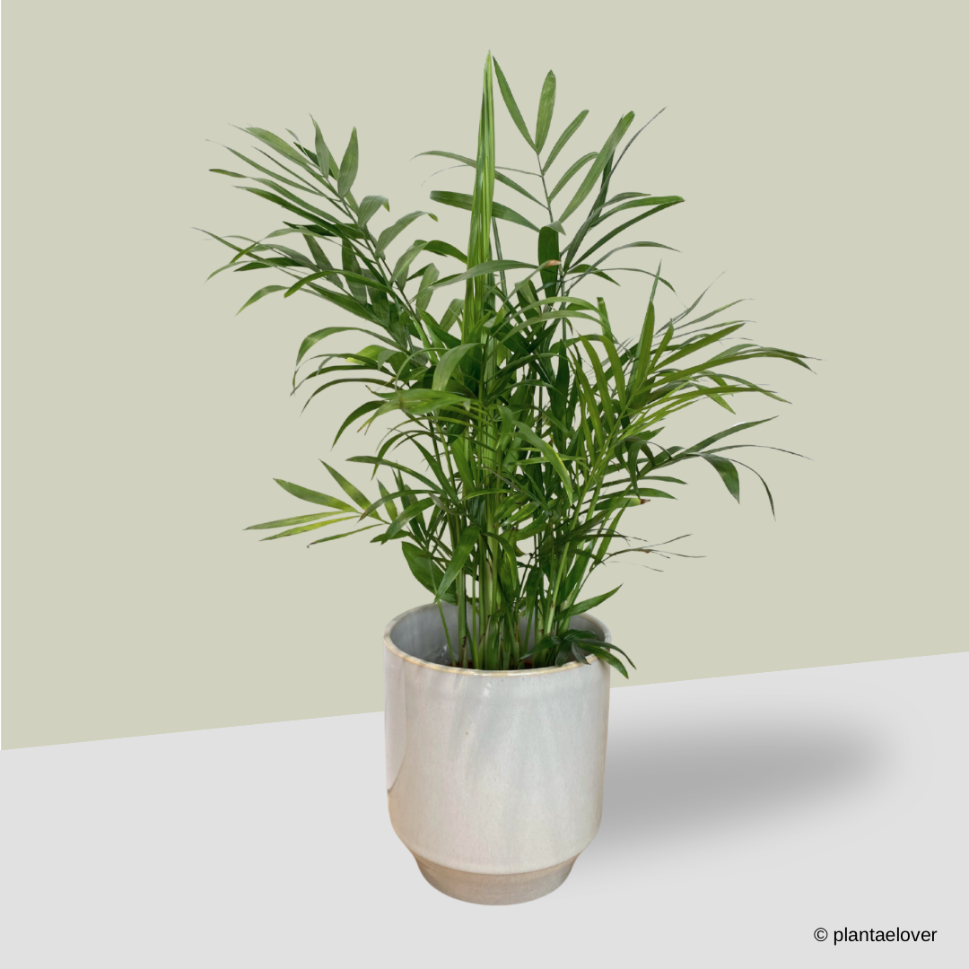 Bamboo Palm in Minima Pot