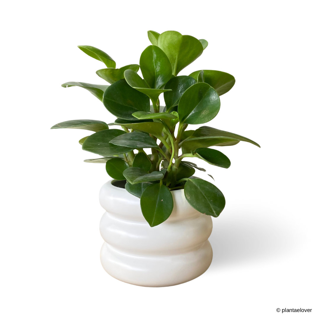 Peperomia Obtusifolia in Bagel Pot