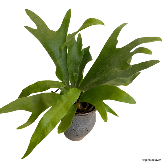 Staghorn Fern in Fiord Pot