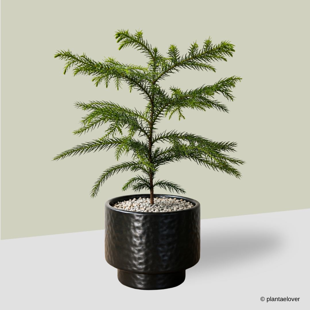 Norfolk Pine in Moonlight Pot