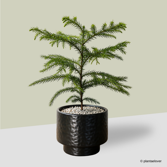 Norfolk Pine in Moonlight Pot