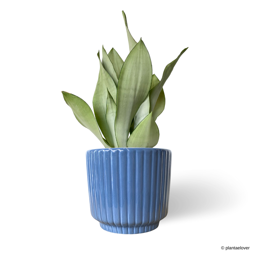 Sansevieria Trifasciata Moonshine in Maya Pot