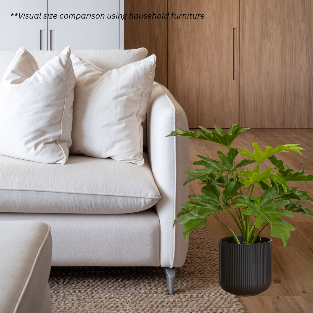 Philodendron Selloum in Cylindrica Pot