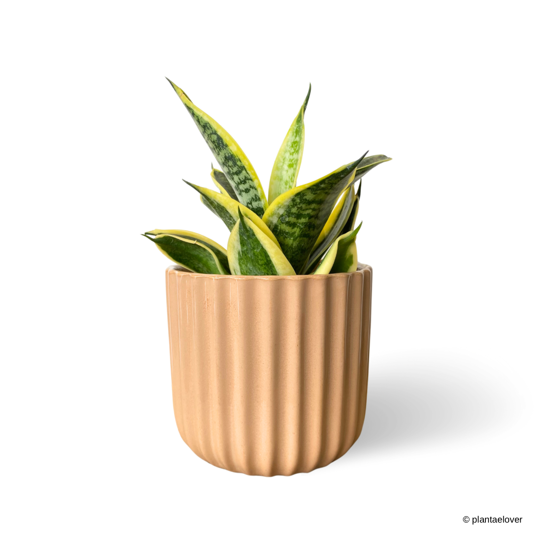 Sansevieria Hahnii Laurentii in Sunrise Pot