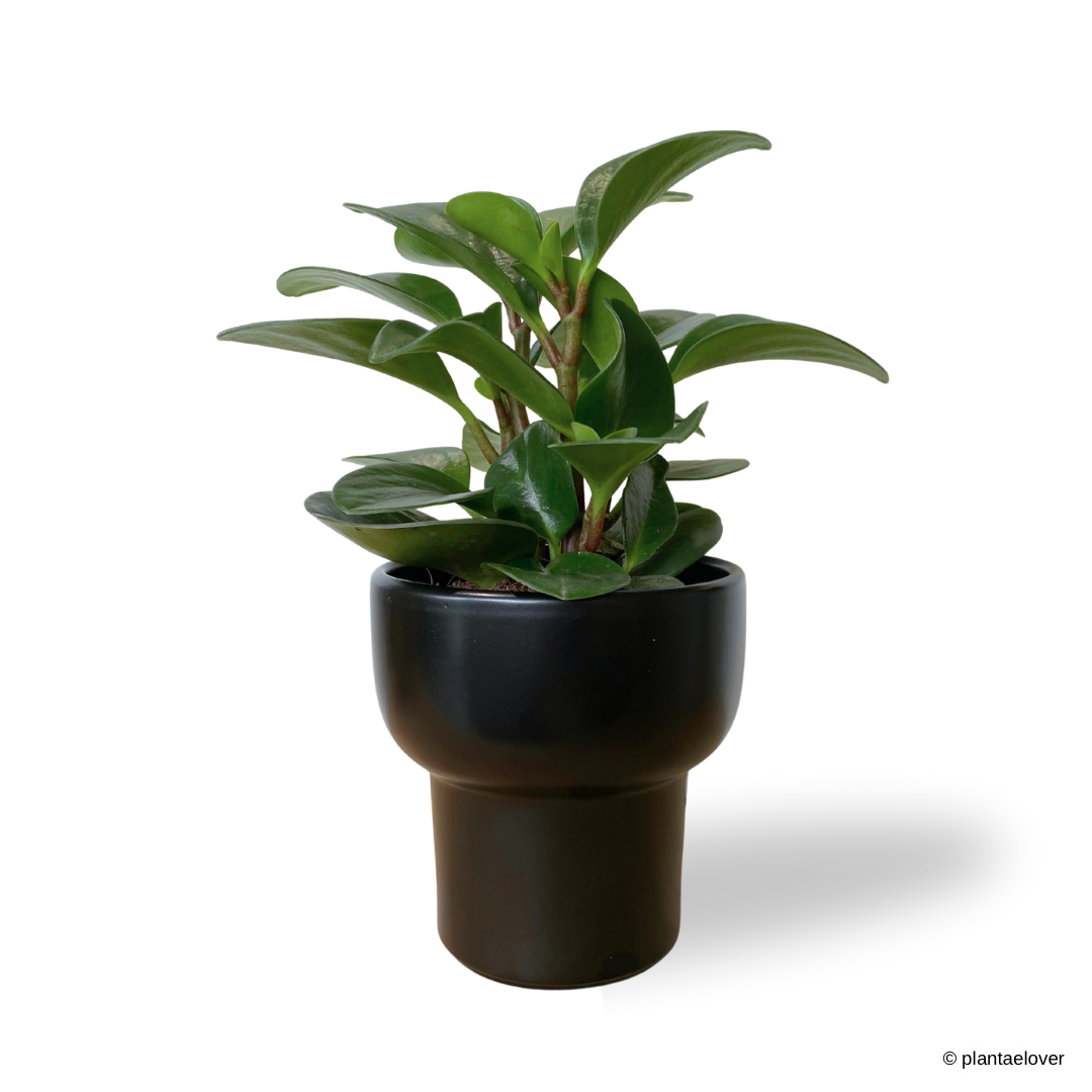Peperomia Obtusifolia in Dodo Pot