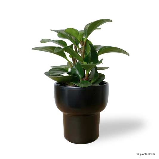 Peperomia Obtusifolia in Dodo Pot