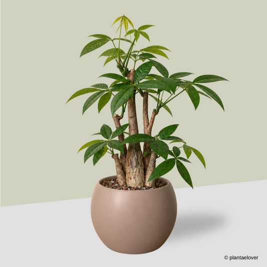 Pachira Aquatica in Mars Pot