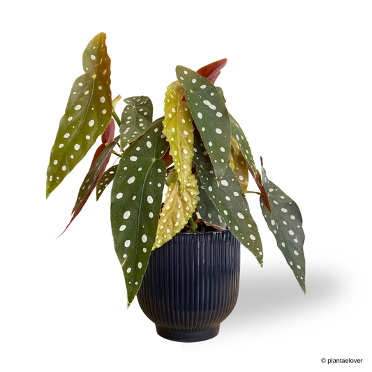 Begonia Maculata in Denim Pot