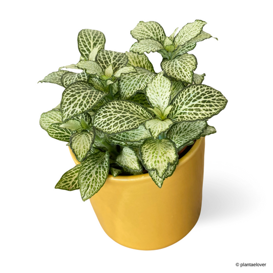 Fittonia in Mustard Pot