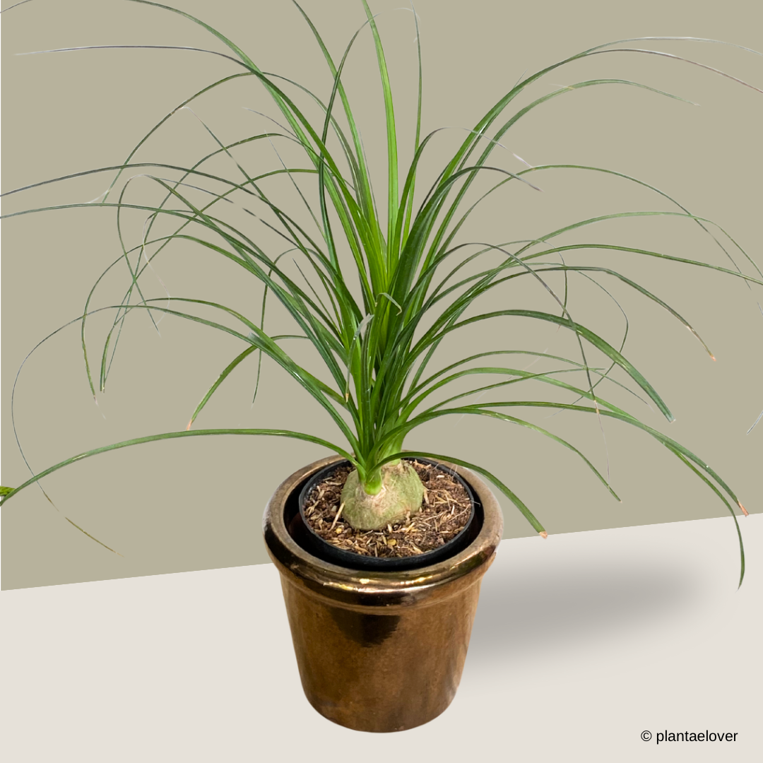 Ponytail Palm in Copper Pot