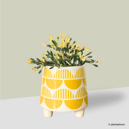 Dancing Bones Cactus in Malmo Pot